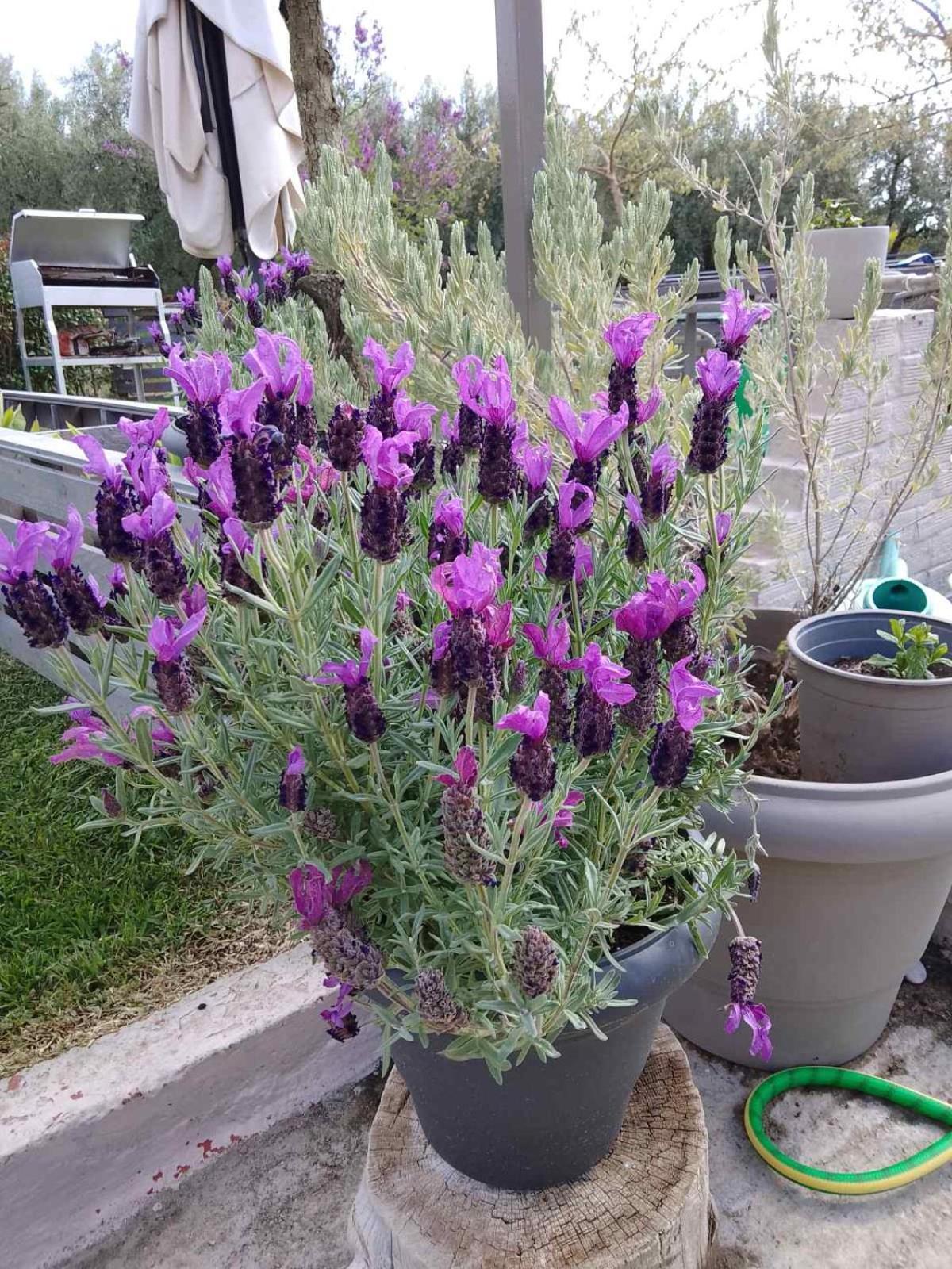 Agrikia Tis Vasilikis Apartment Ormilia Exterior photo